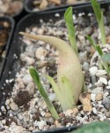 Biarum marmarisense_a_resize.JPG