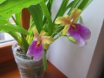 miltonia sunset.jpg