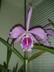 cattleya maxima.jpg