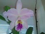 cattleya labiata.jpg