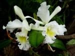 orchideje 054.jpg