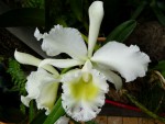 orchideje 055.jpg