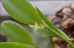 Pleurothallis obovata.jpg