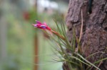 Tillandsia seideliana mini.jpg