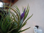 Tillandsia pueblensis.jpg