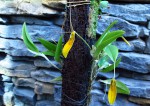 Restrepia brachypus yellow.JPG