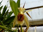 orchideje 073.jpg