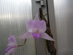 Laelia furfuracea.jpg