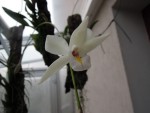 Laelia albida.jpg