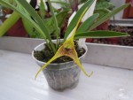 Masdevallia peristeria.jpg