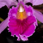 Cattleya-jenmanii_5939_20151110-web.jpg