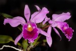 Cattleya-jenmanii_5938_20151110-web.jpg