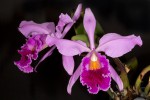 Cattleya-jenmanii_5936_20151110-web.jpg