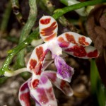 Phalaenopsis-mariae_5972_20151110-web.jpg