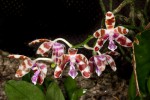 Phalaenopsis-mariae_5967_20151110-web.jpg