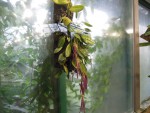 Bulbophyllum plumatum.jpg