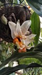 Stanhopea 1.jpg