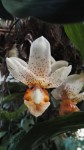 stanhopea 1b.jpg