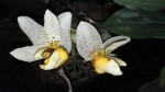 stanhopea 1 c.jpg