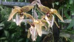 stanhopea b.jpg