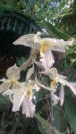 stanhopea c.jpg