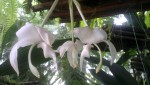 stanhopea candida d.jpg