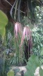 Bulbophyllum b.jpg