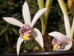 Pln.-maculata-22.jpg