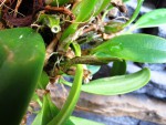 Bulbophyllum fraudulentum.jpg