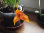 Masdevallia veitchianaxdecumana1.jpg