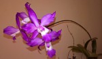 Laelia autumnalis-.jpg