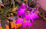 Laelia gouldiana..jpg