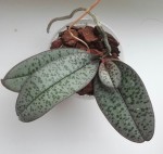 phal schilleriana.jpg