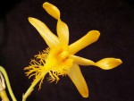 Dendrobium brymerianum.jpg