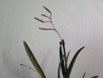 blc.yellow bird.jpg