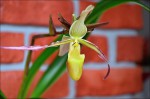 Phragmipedium.jpg