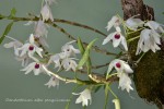 Dendrobium albo sanguineum.jpg