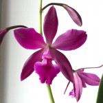 cattleya-1.jpg