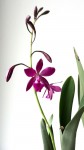 cattleya-2.jpg