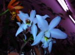 Laelia anceps var. alba..jpg