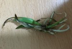 rostlina_02a.jpg