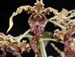 Dendrobium  spectabile_2016.jpg