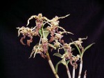 Dendrobium spectabile _R2016.jpg