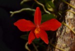 S. coccinea.jpg