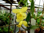 orchideje 135.jpg