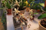 Coelogyne flaccida.jpg