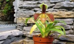 Paph.villosum.jpg