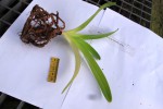 Paph.tigrinum.jpg