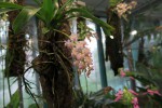 Aerides quinquevulnera.jpg