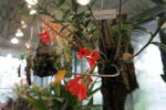 Dendrobium mohlianum.jpg